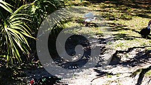 duck, ibis, egret and turtle fight for food in a pond