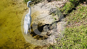 duck, ibis, egret and turtle fight for food in a pond
