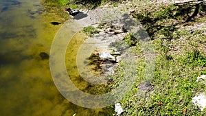 duck, ibis, and turtle fight for food in a pond