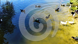 duck, ibis, and turtle fight for food in a pond