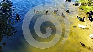 duck, ibis, and turtle fight for food in a pond