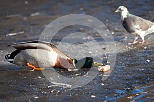 Duck on ice reaching for bread