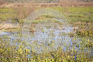 Duck Impoundment