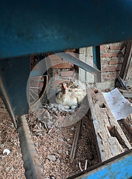 A duck incubated its egg in the below of garbage cart