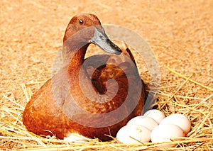 Duck incubator her eggs on the straw nest.