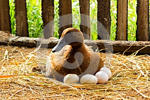 Duck incubator her eggs on the straw nest.