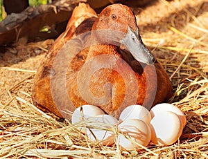 Duck incubator her eggs on the straw nest.