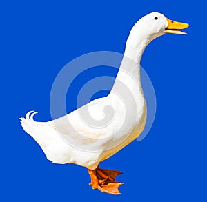 Duck isolated on blue background with clipping path