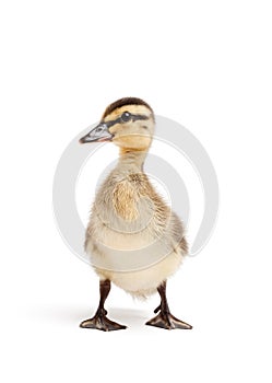 Duck isolated on white