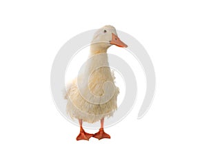 duck isolated on white background