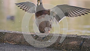 Duck jumping onto the curbstone