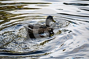 Duck just emerged. A duck swims in a pond in a city park in autumn