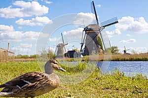 Duck in Kinderdijk, Holland