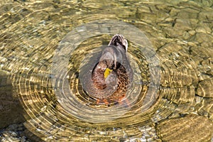 Duck in the Koenigssee close to Berchtesgaden, Germany, 2015