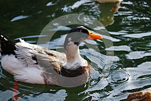 Duck in the lake