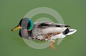 Duck in the lake