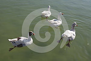 Duck on a lake