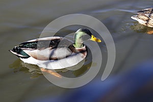 Duck in the lake photo