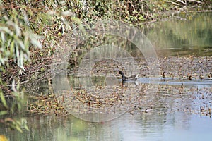 Duck in a Lake