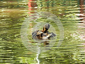 Duck in the lake