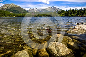 Duck in lake in the Hight Tatras