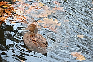 Duck is swimming on the Lake