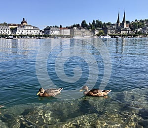 Duck in the Lake Luzern , Luzern, switzerland