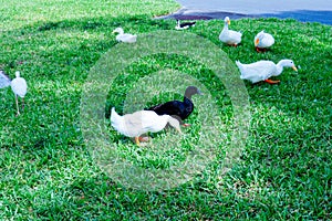 Duck in Lake Morton and the city center of lakeland Florida