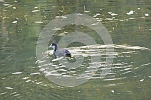 Duck on a lake in the nature photo