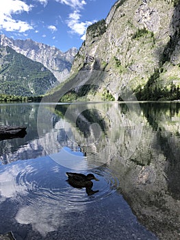 Duck in the Lake Obersee, Berchtesgaden, Bavaria, germany. Nature landscape, reserve national park. Spectacular view