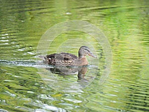 A duck in the lake portrait