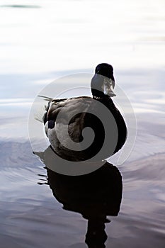 Duck on the lake photo