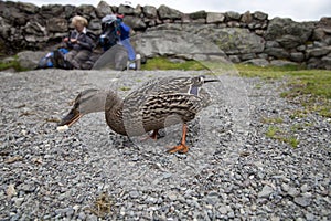 Duck on lake shore