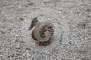 Duck on lake shore