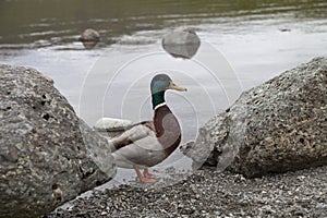 Duck on lake shore