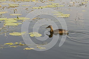 Duck on lake