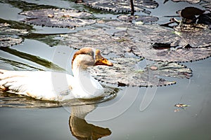 Duck is in lake for sunbath during winter season