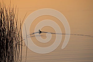 Duck Lake Sunset Contrast