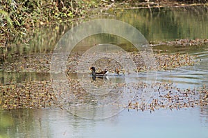 Duck in a Lake