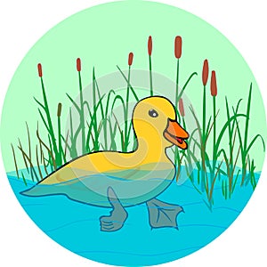 Duck in the lake , swimming in the water