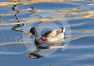 The duck of Lake Viverone photo