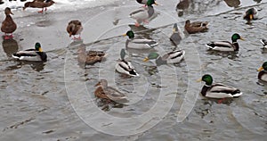 duck lake in the winter season in the city park