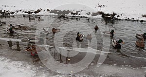 duck lake in the winter season in the city park