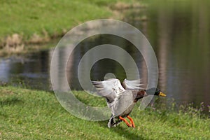 Duck landing on the grass