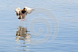 Duck Landing On Lake