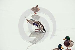 Duck landing reflection ice winter nature fly