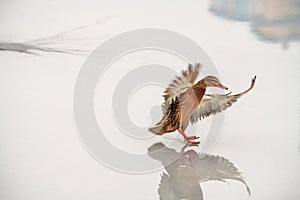 Duck landing reflection ice winter nature fly