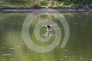 Duck lands on the surface of a pond
