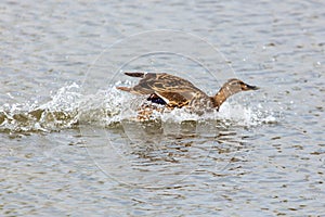 The duck lands on the surface of the water in the pond