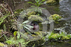 Duck in Leach Botanical Garden